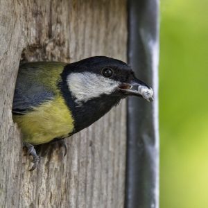 great tit, bird, songbird-4119339.jpg