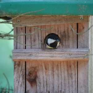 great tit, songbird, nesting box-7319779.jpg