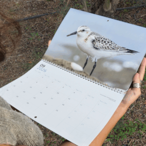 Ημερολόγιο τοίχου 2026 І Παρυδάτια πουλιά της Κύπρου